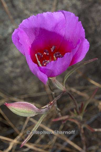 clarkia rubicunda 2 graphic